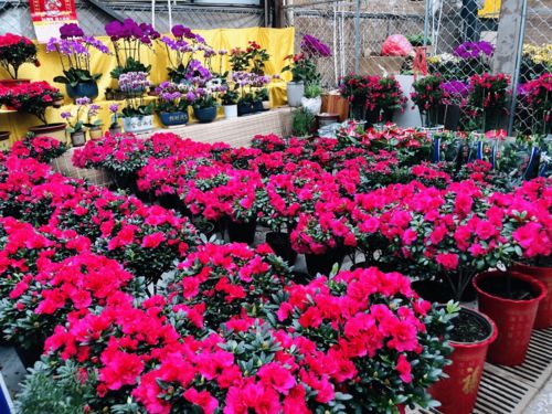 濰有年味，花卉市場購銷兩旺