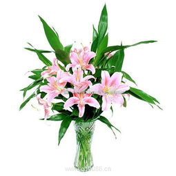 百合情深 柯劍飛特色鮮花機械設備引領花卉產(chǎn)業(yè)革新